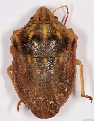 Odontotarsus impictus